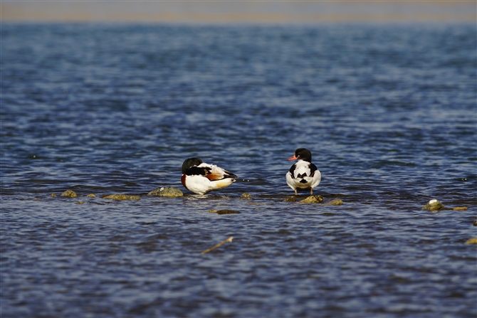 cNVK,Common Shelduck