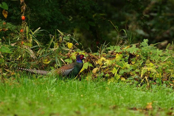 LW,Common Pheasant