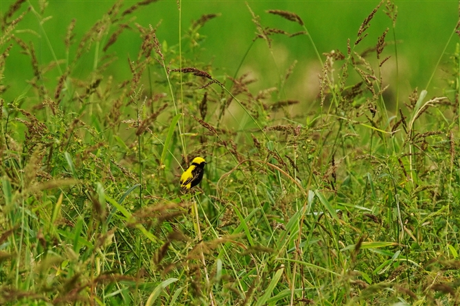 IES`E,Yellow-crowned bishop