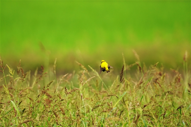 IES`E,Yellow-crowned bishop