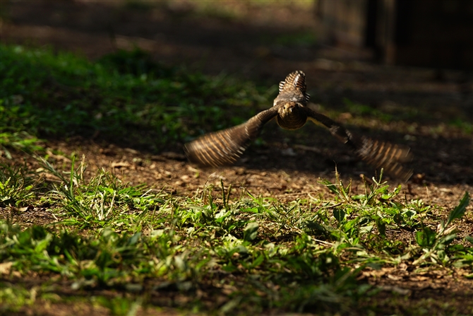 cch,Oriental Cuckoo