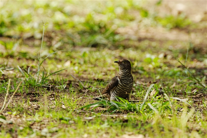 cch,Oriental Cuckoo