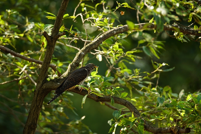 cch,Oriental Cuckoo