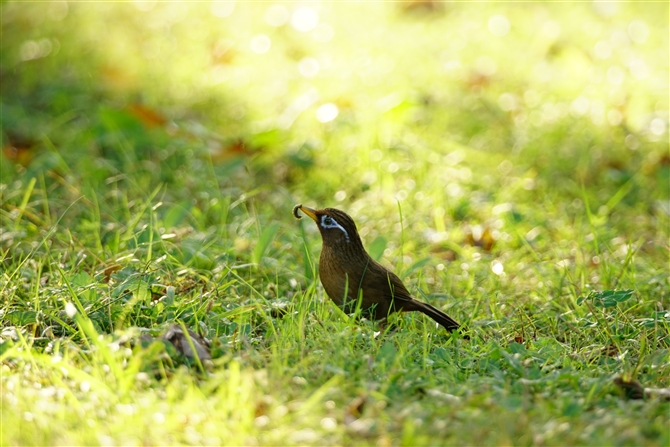 Kr`E,Melodius laughing thrush