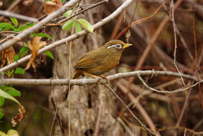 Kr`E,Melodius laughing thrush