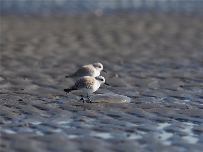 ~rVM,Sanderling