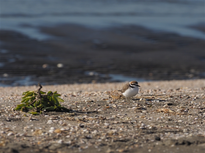 V`h,Kentish Plover