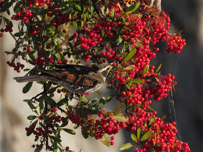 cO~,Dusky Thrush