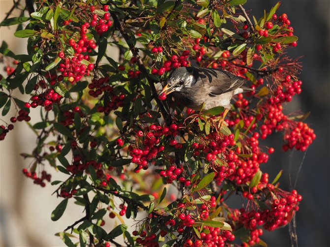 Nh,White-cheeked Starling