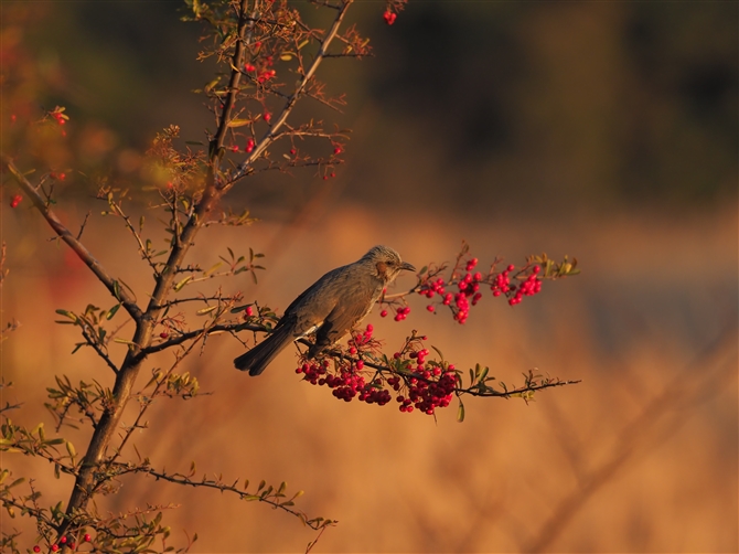 qh,Brown-eared Bulbul