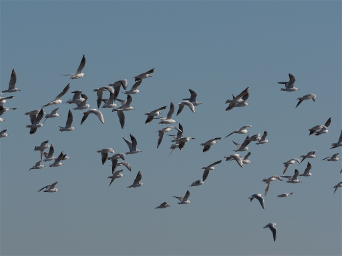 J,Black-headed Gull