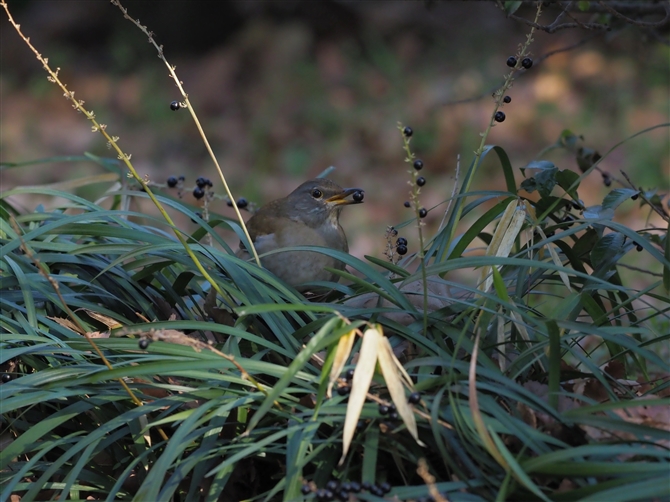 Vn,Pale Thrush