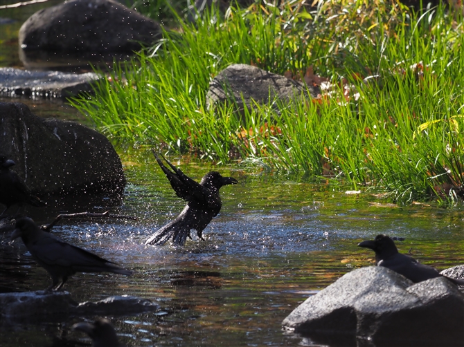 nVugKXLarge-billed Crow