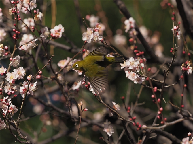 W,Japanese White-eye