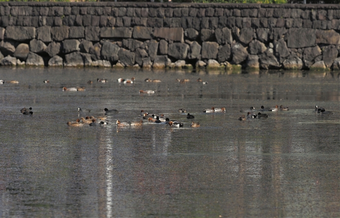 qhK.Eurasian Wigeon