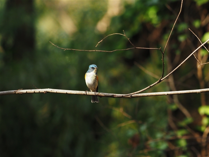 r^L,Red-flanked Bluetail