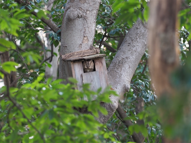 IIRmnYN,Collared Scops Owl