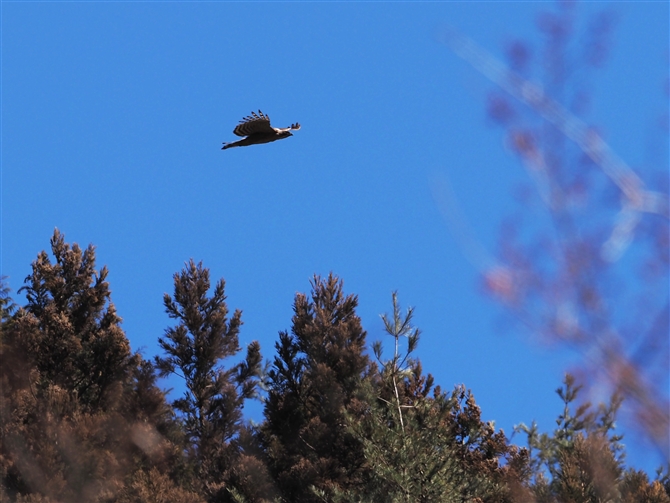 N}^J,Mountain Hawk-Eagle