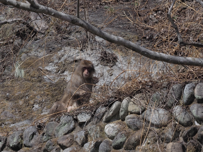 jzU,Snow Monkey