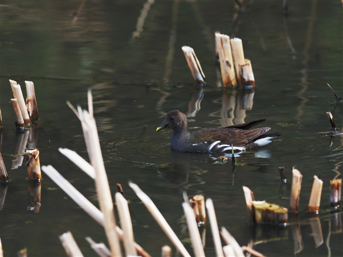 o,Common Moorhen