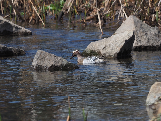 V}AW,Garganey