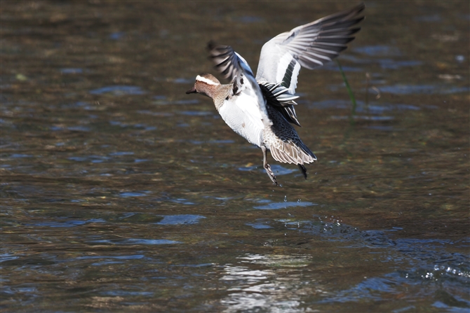 V}AW,Garganey