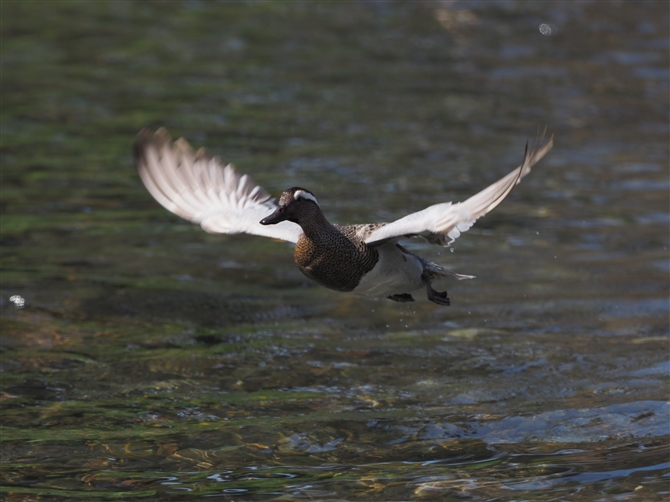 V}AW,Garganey