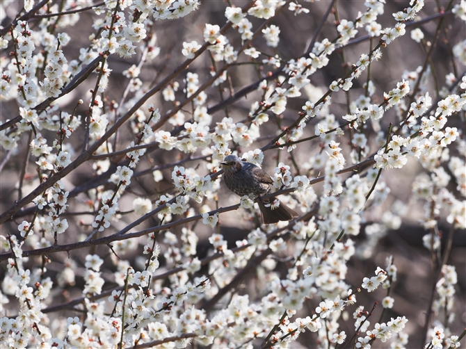 qh,Brown-eared Bulbul