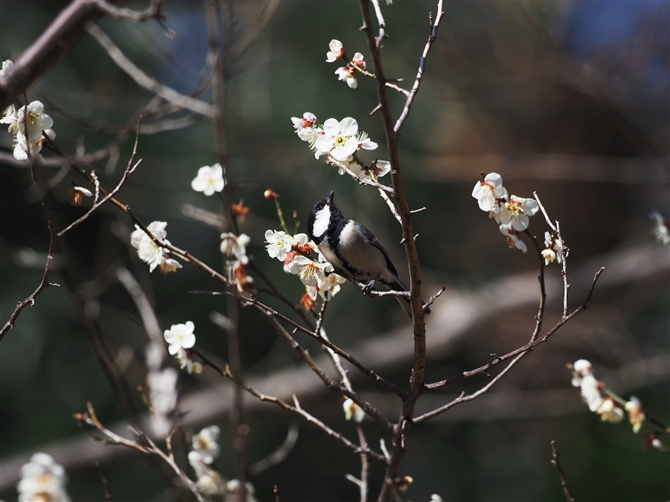 VWEJ,Japanese Tit