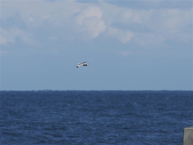 ~crJ,Black-legged Kittiwake