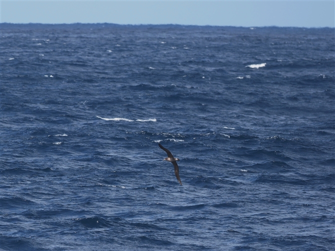 NAVAzEh,Black-footed Albatross