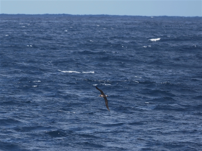 NAVAzEh,Black-footed Albatross