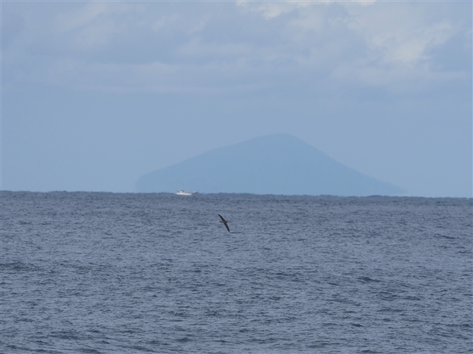 NAVAzEh,Black-footed Albatross