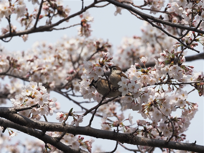 XY,Eurasian Tree Sparrow