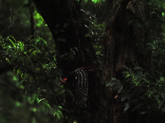 I[XgIIAJQ,Oweton's White-backed Woodpeker