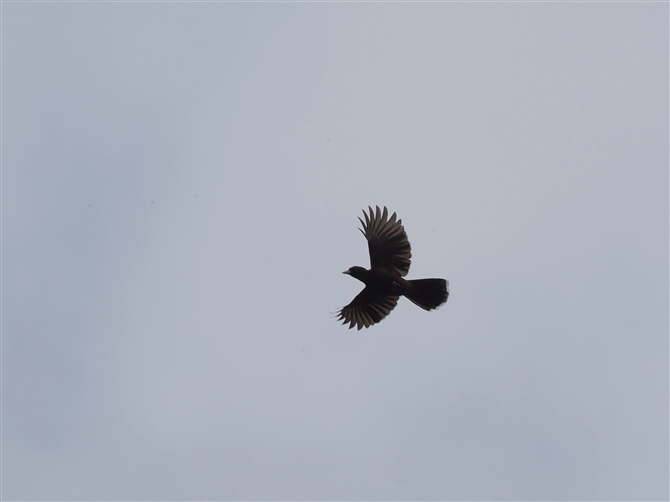 JPX,Eurasian Jay