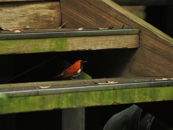 AJqQ,Ryukyu Robin