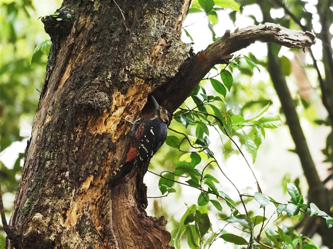 I[XgIIAJQ,Oweton's White-backed Woodpeker