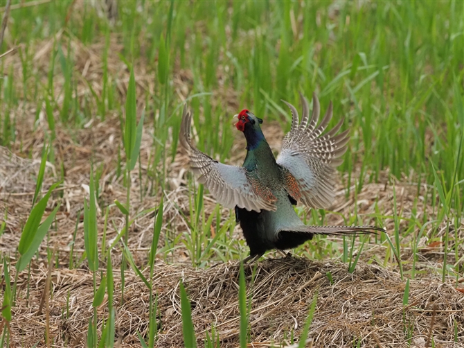 LW,Common Pheasant