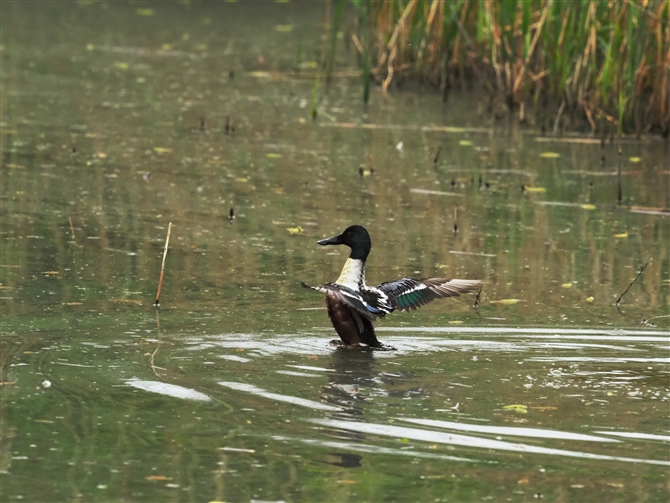 nVrK,Northern Shoveler