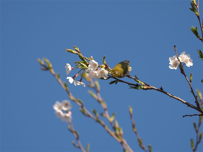 W,Japanese White-eye