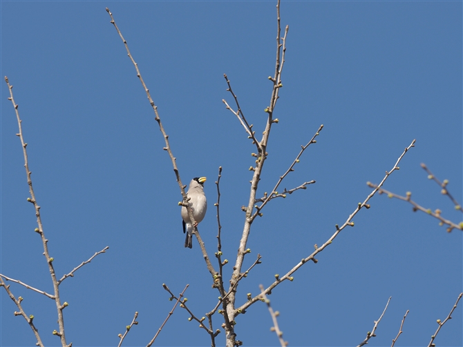 CJ,Japanese Grosbeak