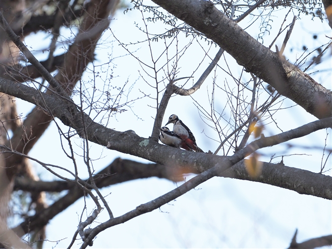 AJQ,Great Spotted Woodpecker
