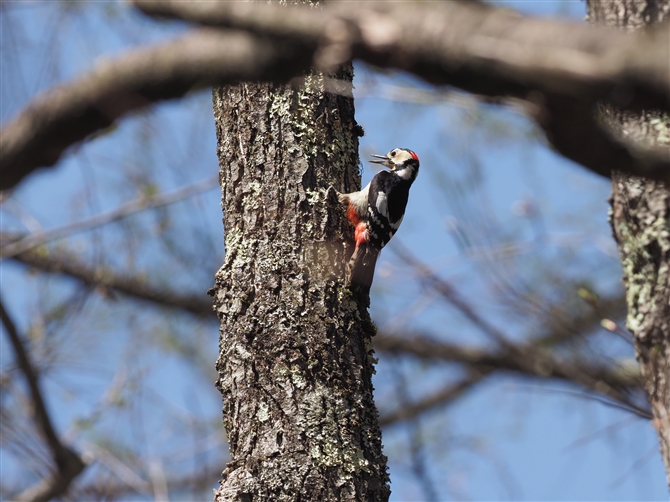 AJQ,Great Spotted Woodpecker