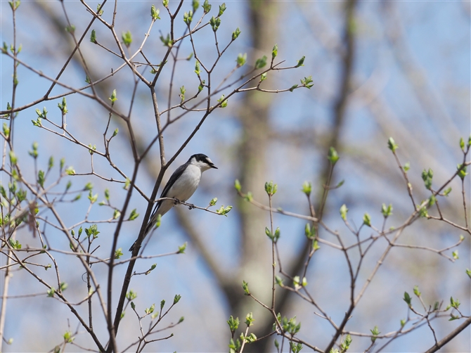 TVENC,Ashy Minivet