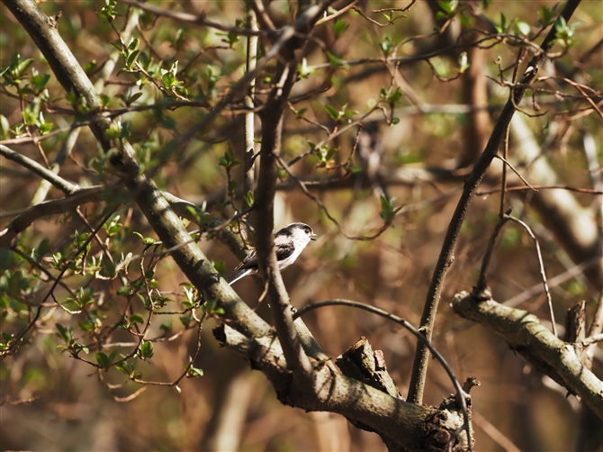 GiK,Long-tailed Tit