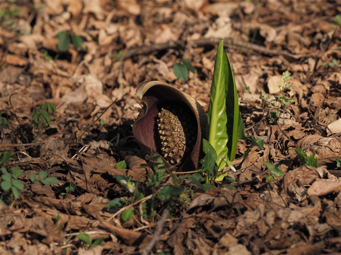 U[\E,Skunk cabbage