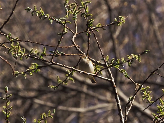 G]VNC,Sakhalin Leef Warbler