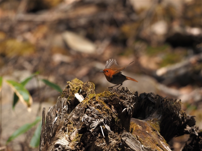 R}h,Japanese Robin