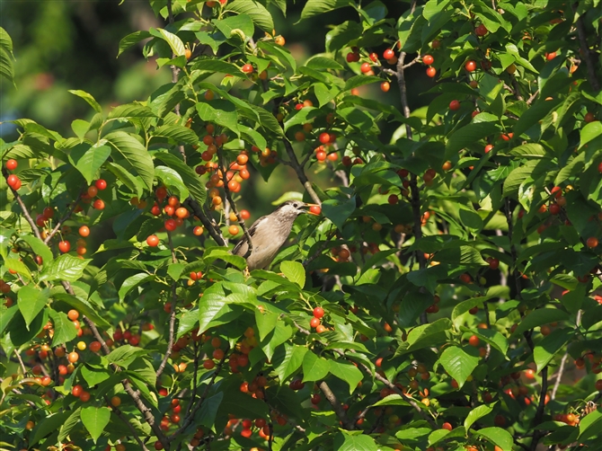 Nh,White-cheeked Starling